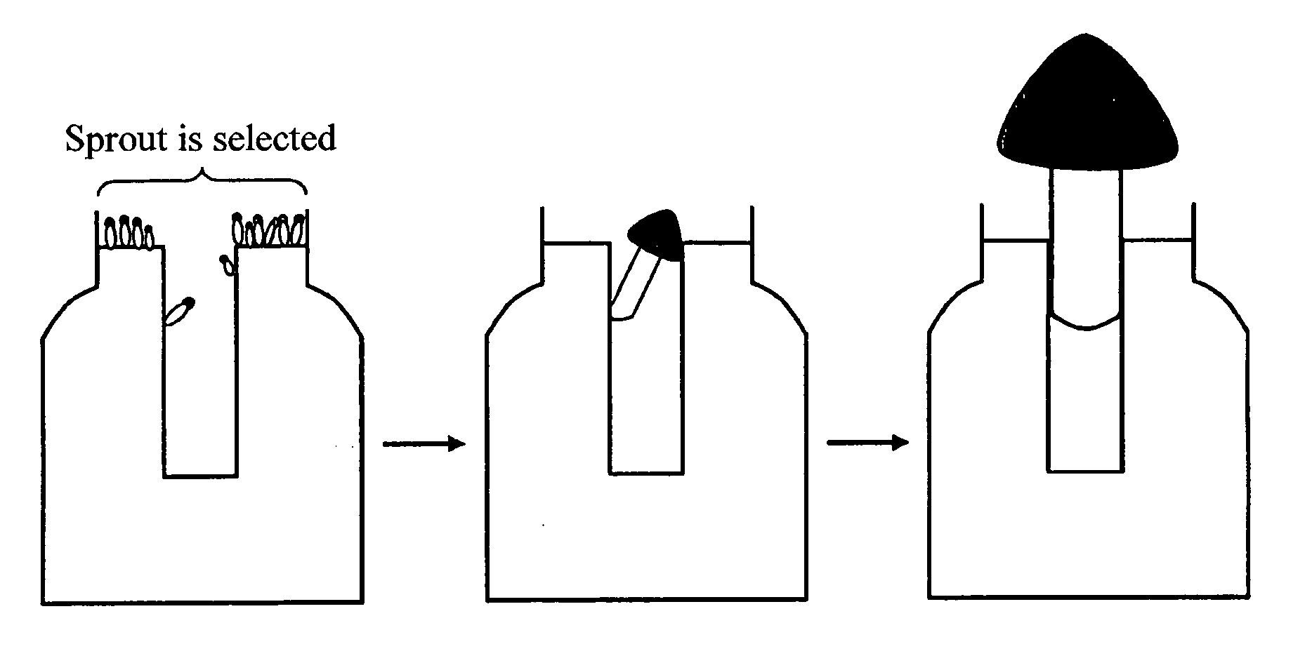 Method for cultivating mushroom