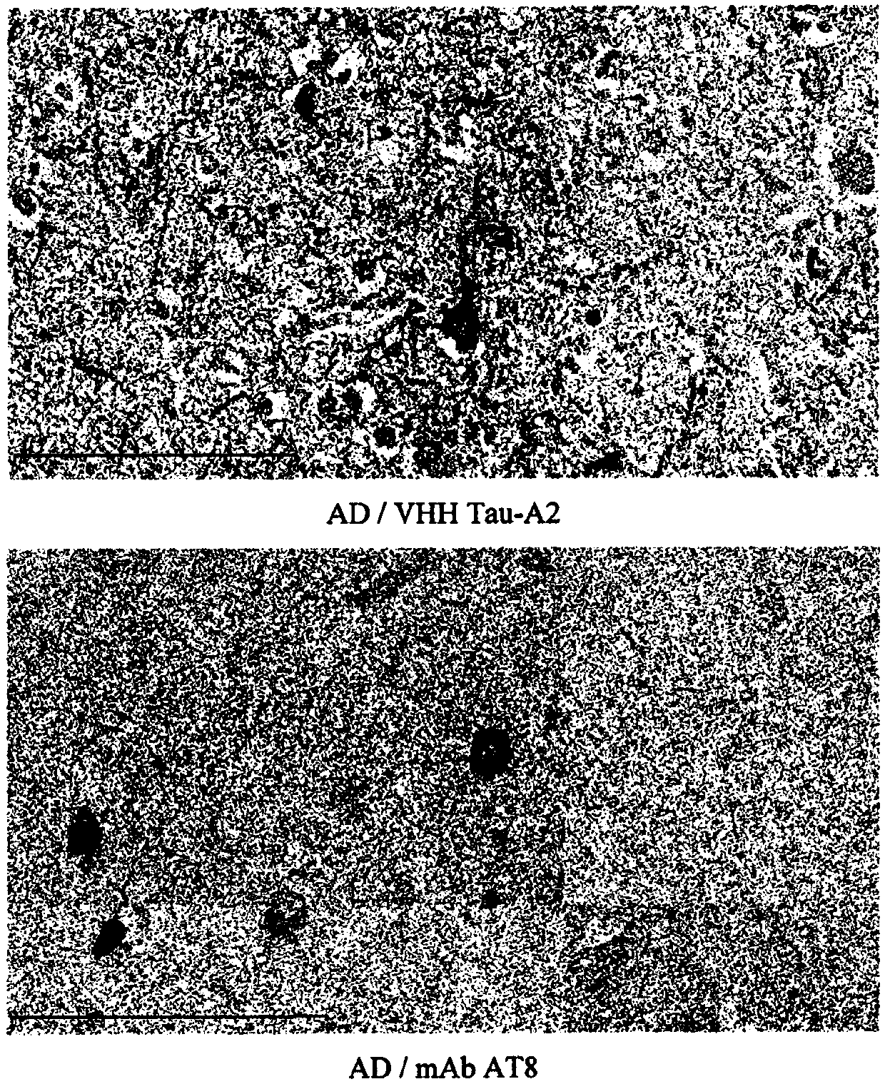 Camelid single-domain antibody directed against phosphorylated TAU proteins and methods for producing conjugates thereof