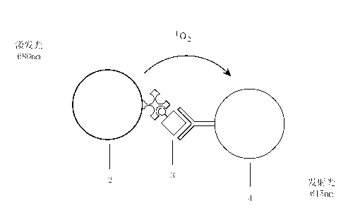 Thyroperoxidase antibody homogeneous-phase luminescent immunoassay kit and detection method thereof