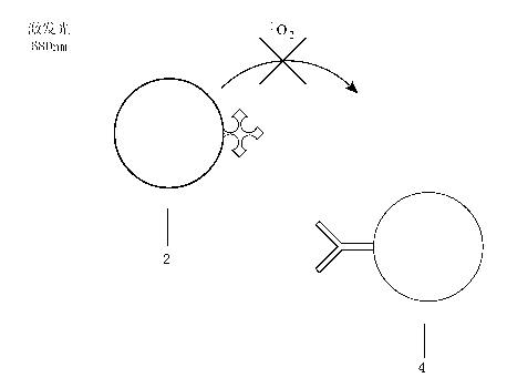 Thyroperoxidase antibody homogeneous-phase luminescent immunoassay kit and detection method thereof