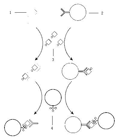 Thyroperoxidase antibody homogeneous-phase luminescent immunoassay kit and detection method thereof