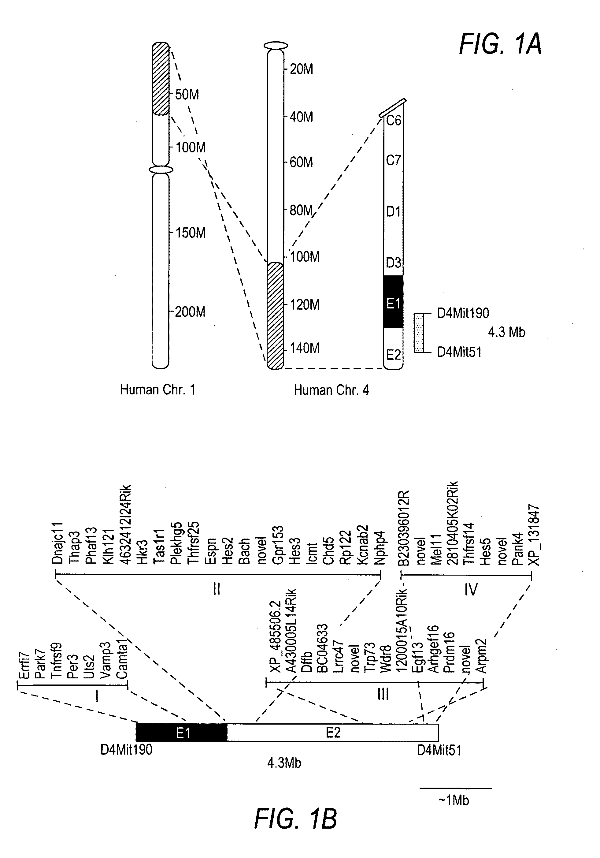 Chd5 is a novel tumor suppressor gene