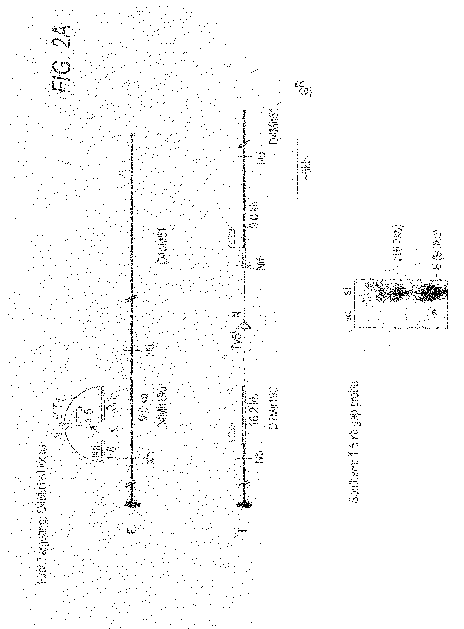 Chd5 is a novel tumor suppressor gene