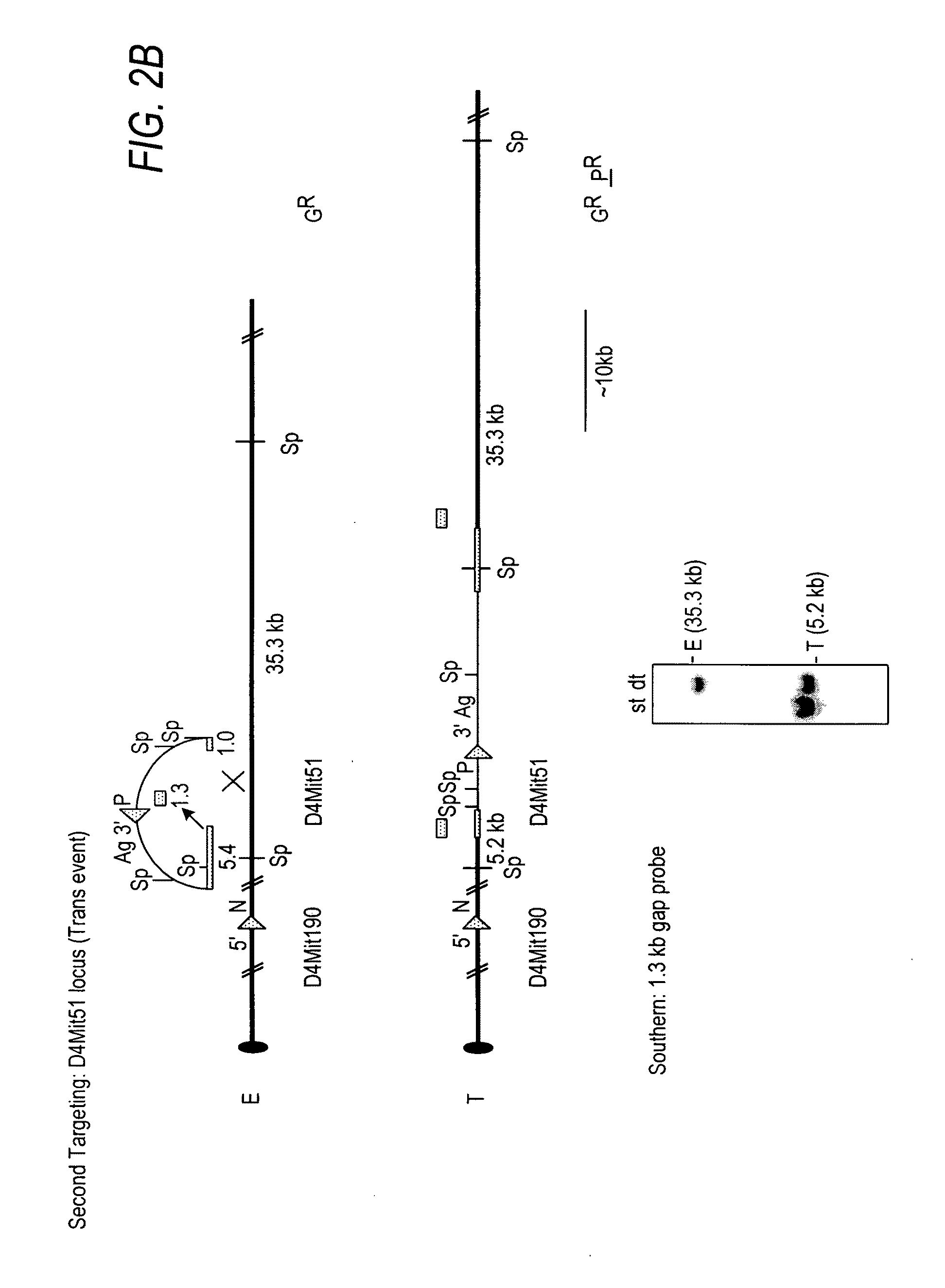 Chd5 is a novel tumor suppressor gene