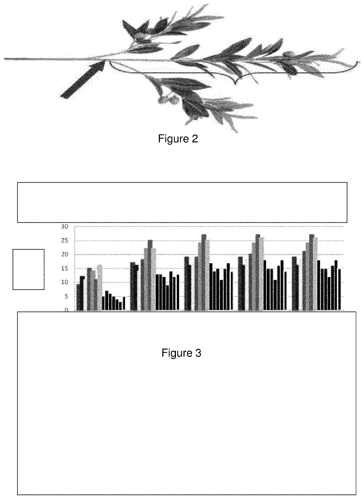 Use of an extract of part of a rocket plant for stimulating the defenses of plants and trees and associated composition and method