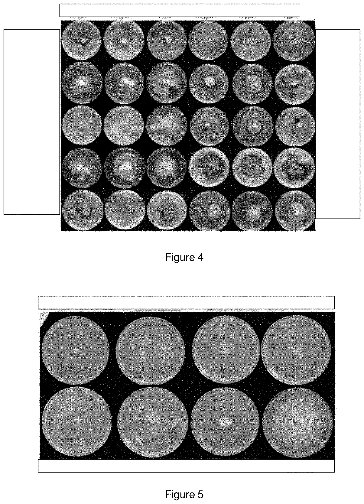 Use of an extract of part of a rocket plant for stimulating the defenses of plants and trees and associated composition and method