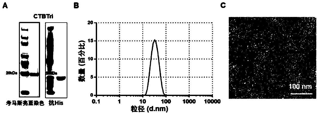 Fusion protein capable of being self-assembled into protein nanoparticle and application of fusion protein