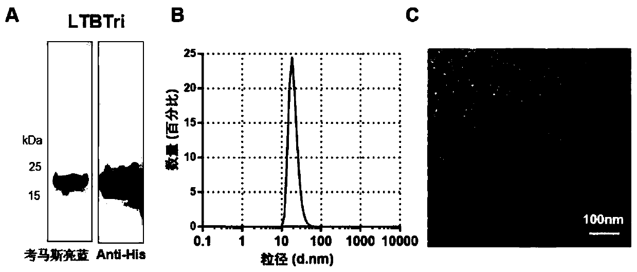 Fusion protein capable of being self-assembled into protein nanoparticle and application of fusion protein