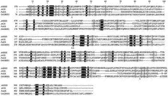 Mutant OsGBSS1 enzyme and preparation method and application thereof