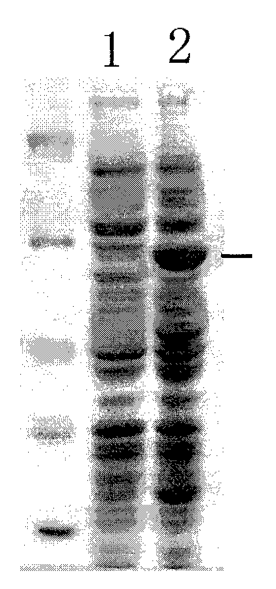 Constitutive expression promoter in escherichia coli and applications in escherichia coli