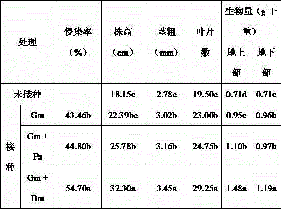 Method for cultivating citrus container mycorrhiza seedlings by combined application of AMF and PGPR (Plant Growth Promoting Rhinoacteria) bacterium agents