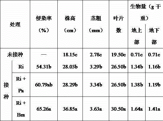 Method for cultivating citrus container mycorrhiza seedlings by combined application of AMF and PGPR (Plant Growth Promoting Rhinoacteria) bacterium agents