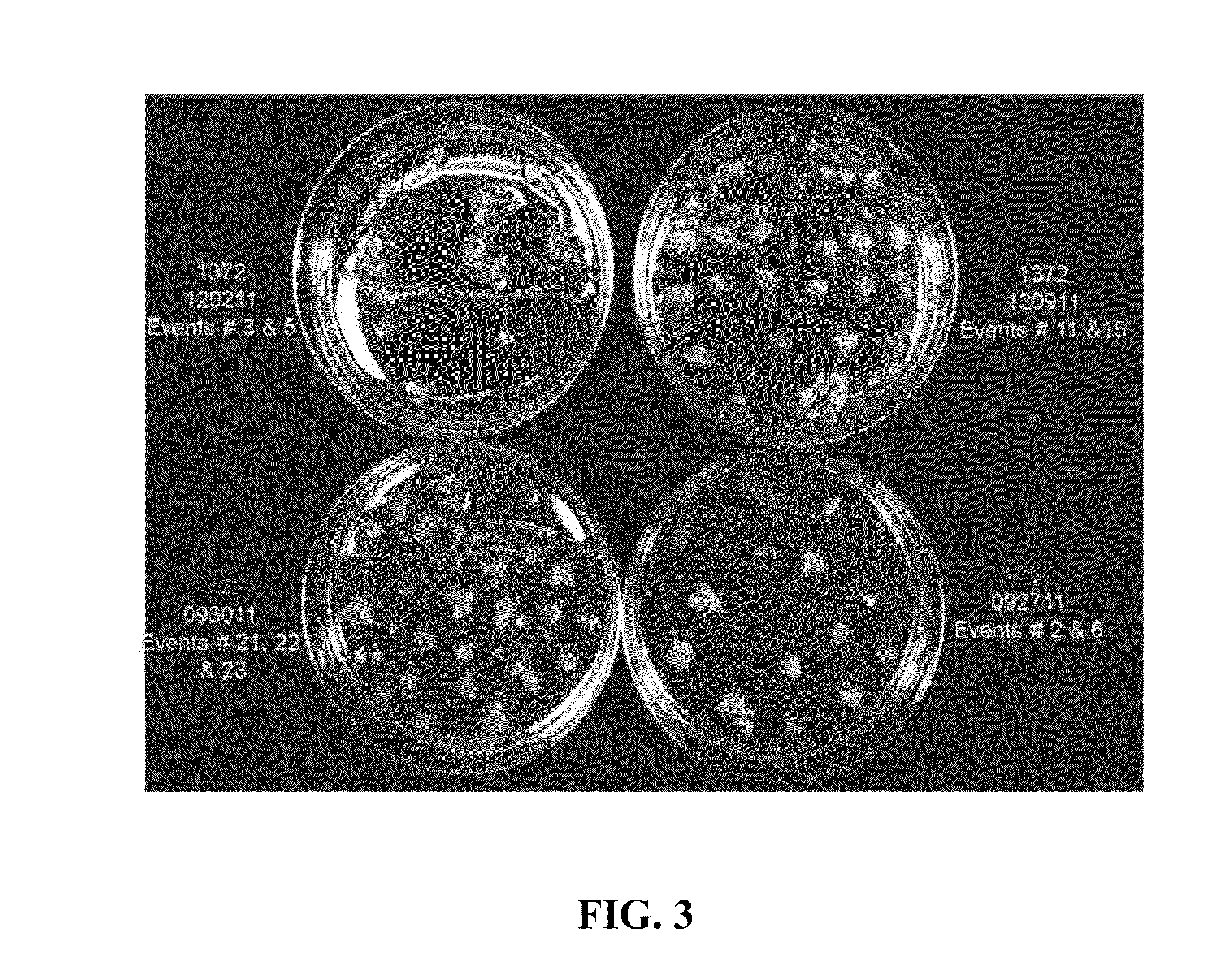 Methods and compositions for producing and selecting transgenic wheat plants