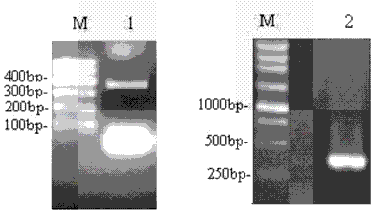 Gene construction method for improving resistance of potatoes to leaf roll virus