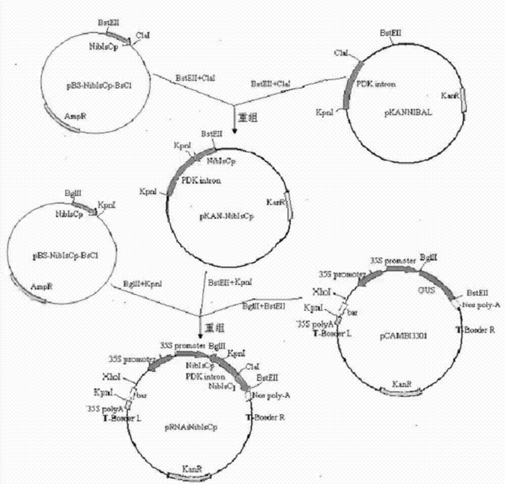 Gene construction method for improving resistance of potatoes to leaf roll virus