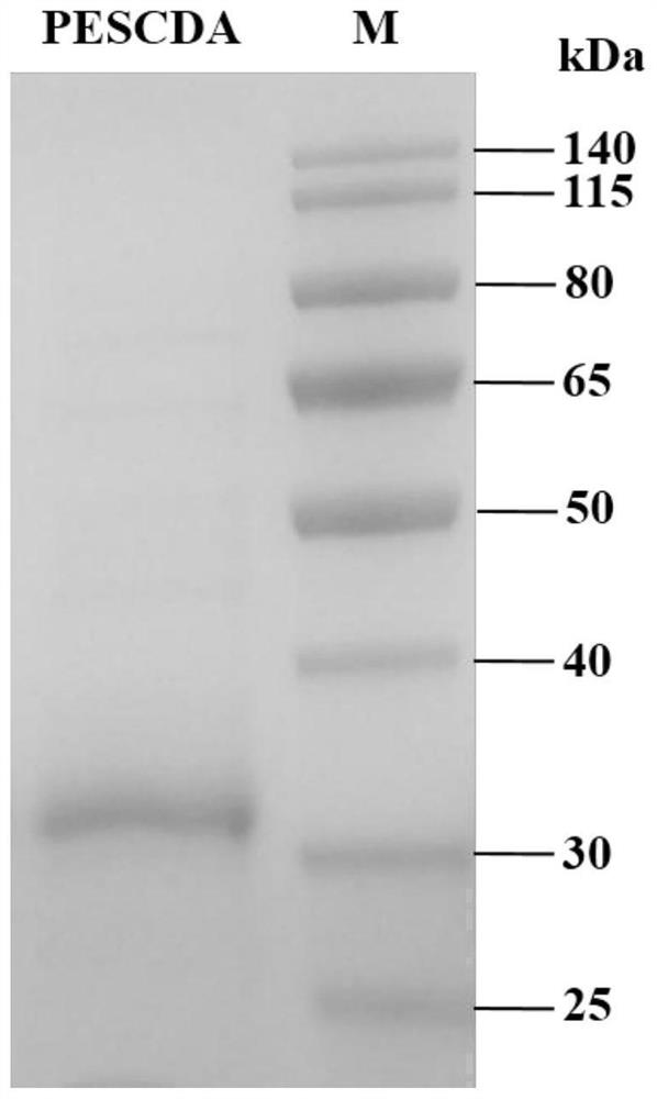 Pestalotiopsis fungus chitin deacetylase and preparation method and application thereof