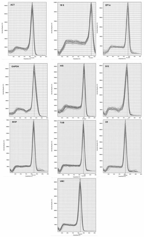 Screening method for real-time fluorescent quantitative PCR internal reference gene of Hibiscus hibiscus