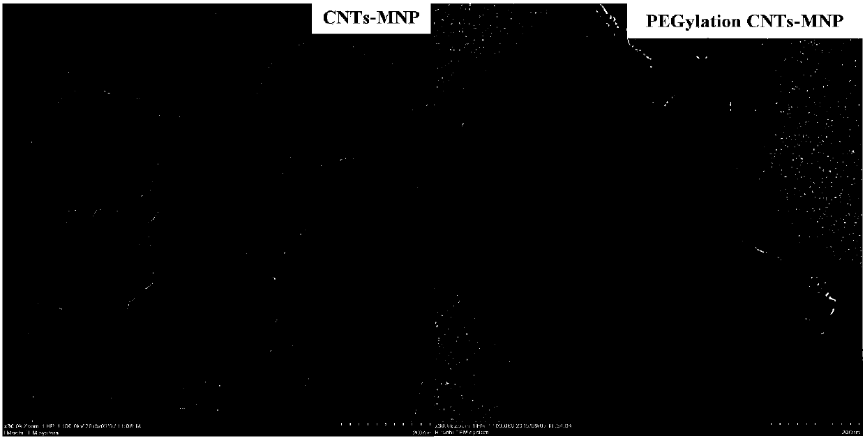 Preparation and application of a polyethylene glycol functionalized magnetic carbon nanotube