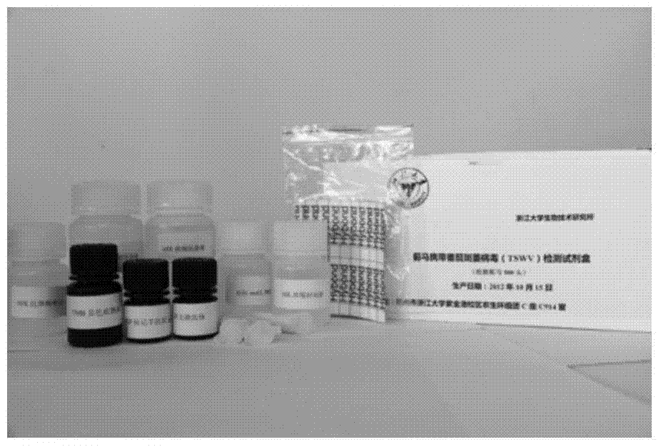 Serological method for rapid detection of tomato spotted wilt virus carried by individual thrips and its application