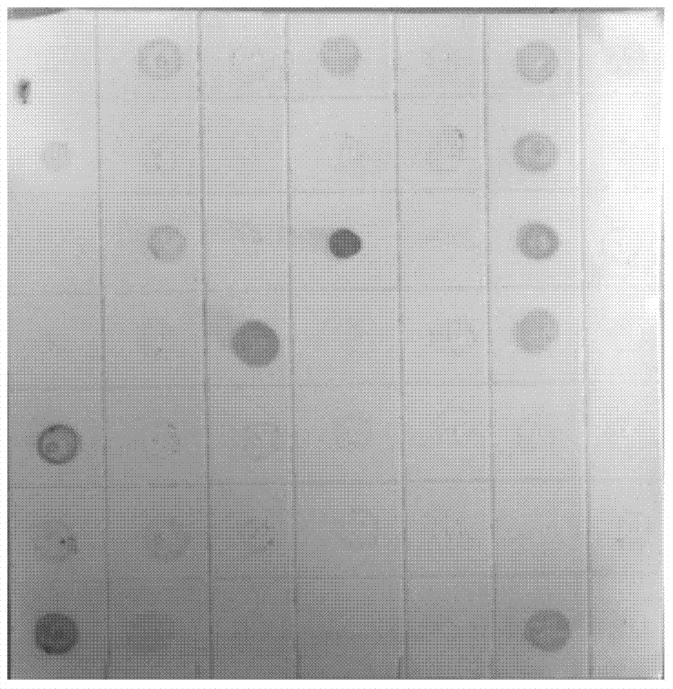 Serological method for rapid detection of tomato spotted wilt virus carried by individual thrips and its application