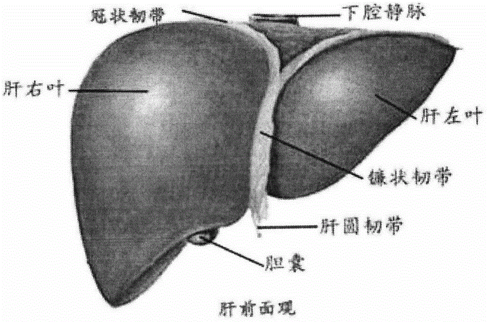 Compound nutrition product with liver injury repairing effect