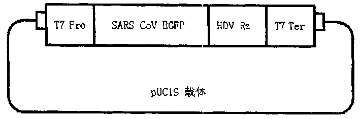 Screening non-infective virus recombinant gene SARS-Cov-EGFP for medicine of anti SARS coronavirus