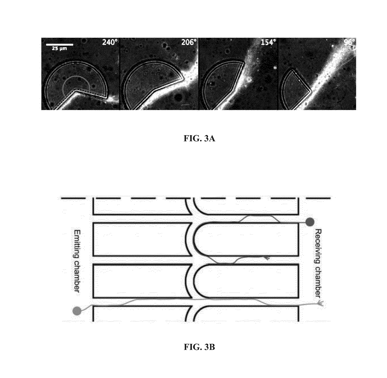 Microfluidic Device for Controlling the Geometry of Living Bodies