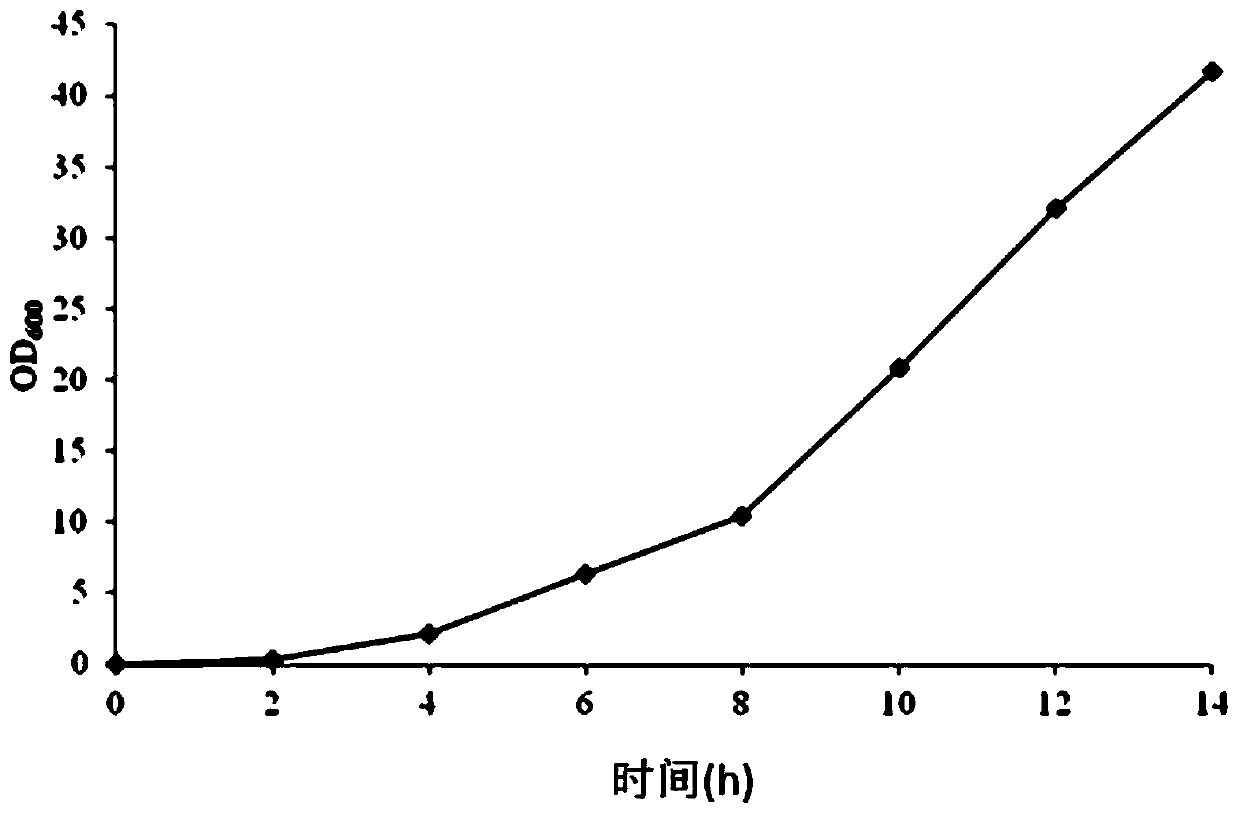 Preparation method of recombinant human granulocyte colony-stimulating factor