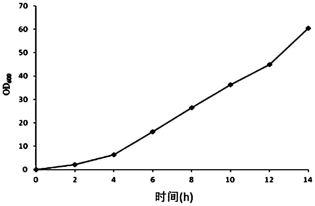 Preparation method of recombinant human granulocyte colony-stimulating factor