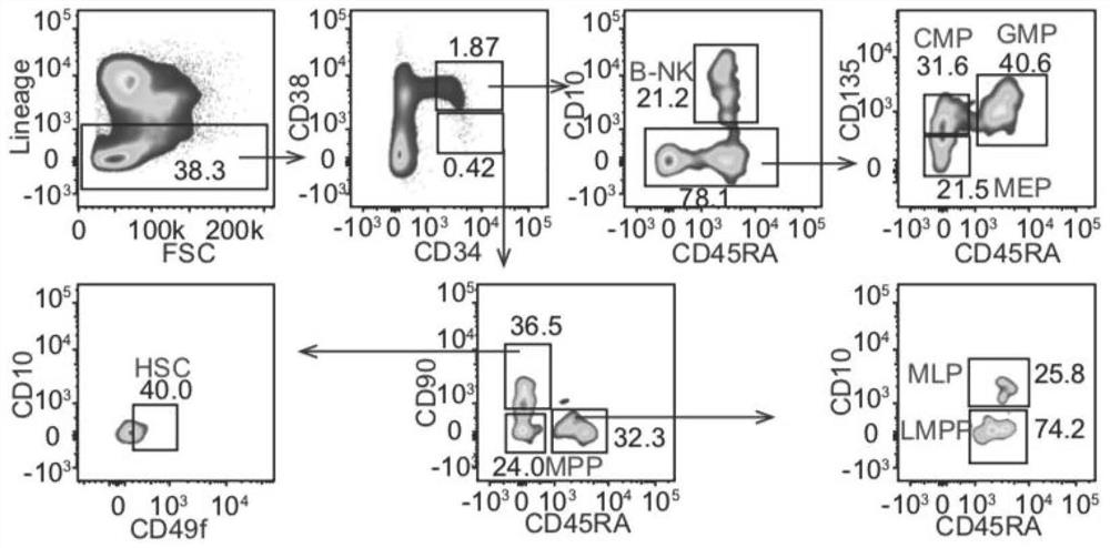 Single cell transcriptome map of human bone marrow hematopoietic stem/progenitor cells and construction method