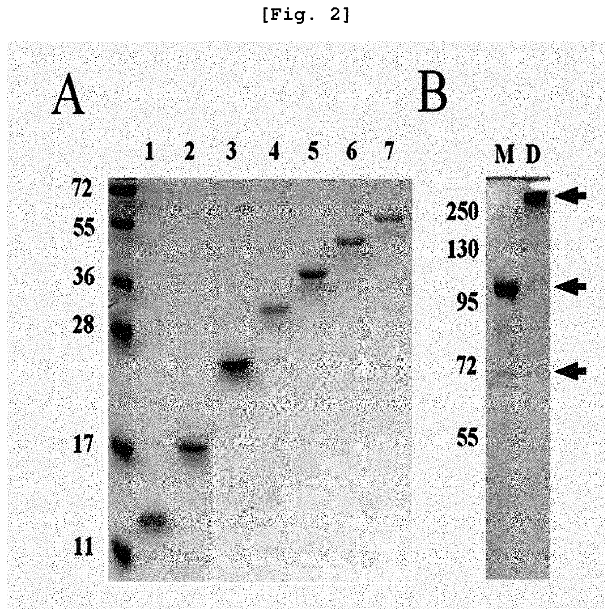 Repeat-chain for the production of dimer, multimer, multimer complex and super-complex