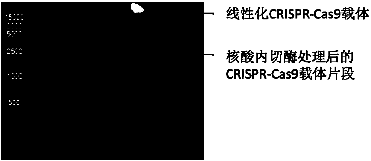 Linearized CRISPR-CAS9 lentiviral vector-based gene knockout kit and application thereof