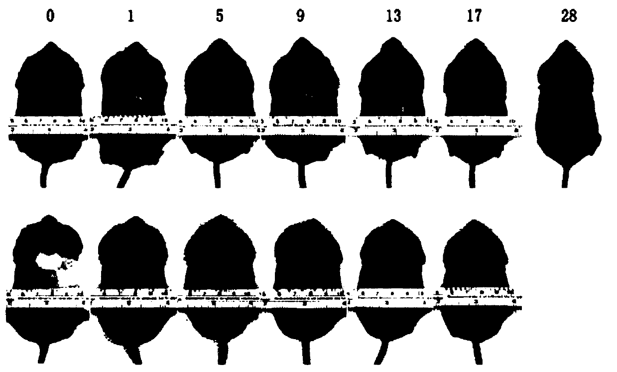 Gel for skin wound repair