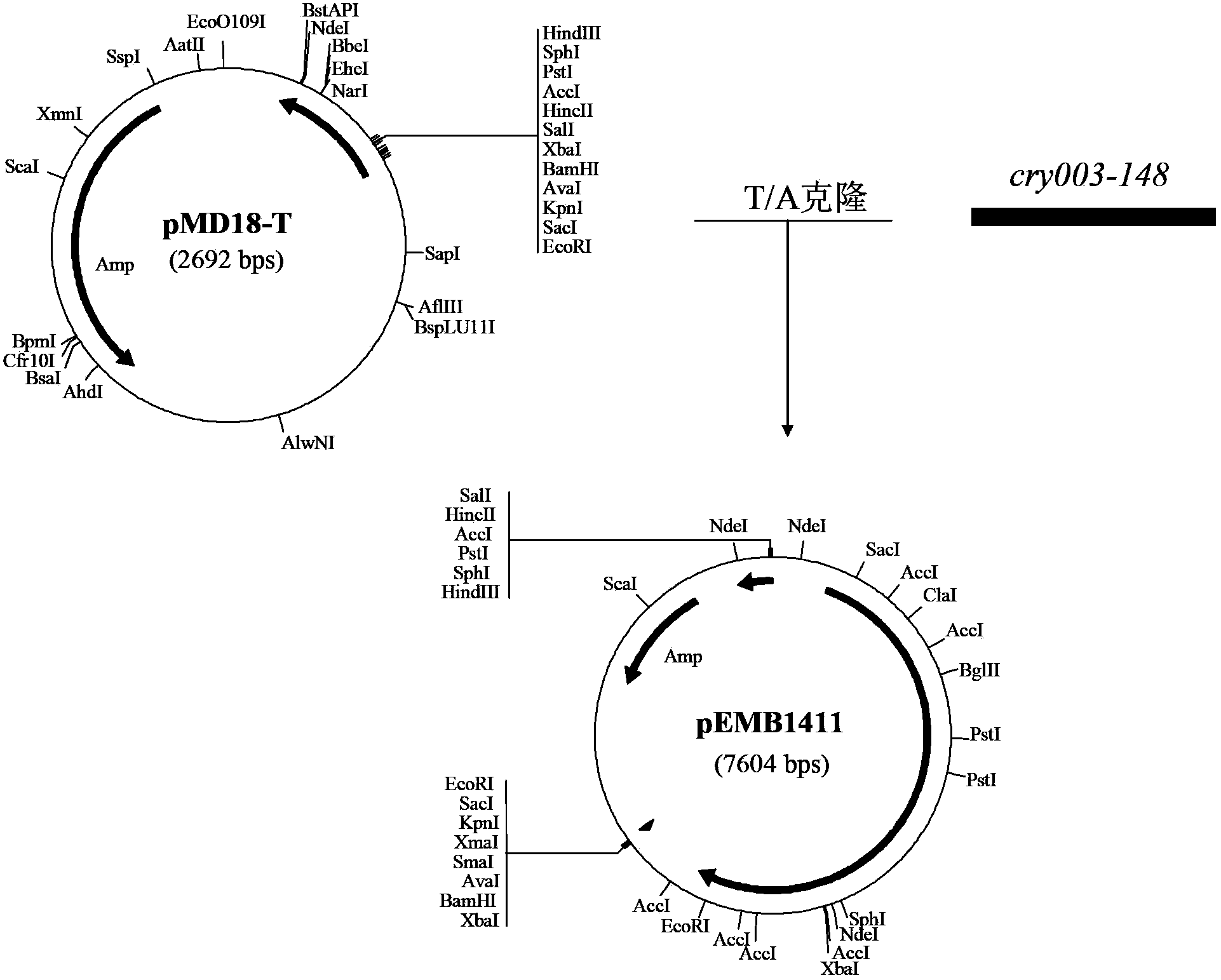 Nematocide crystallin gene cry003-148 and application thereof