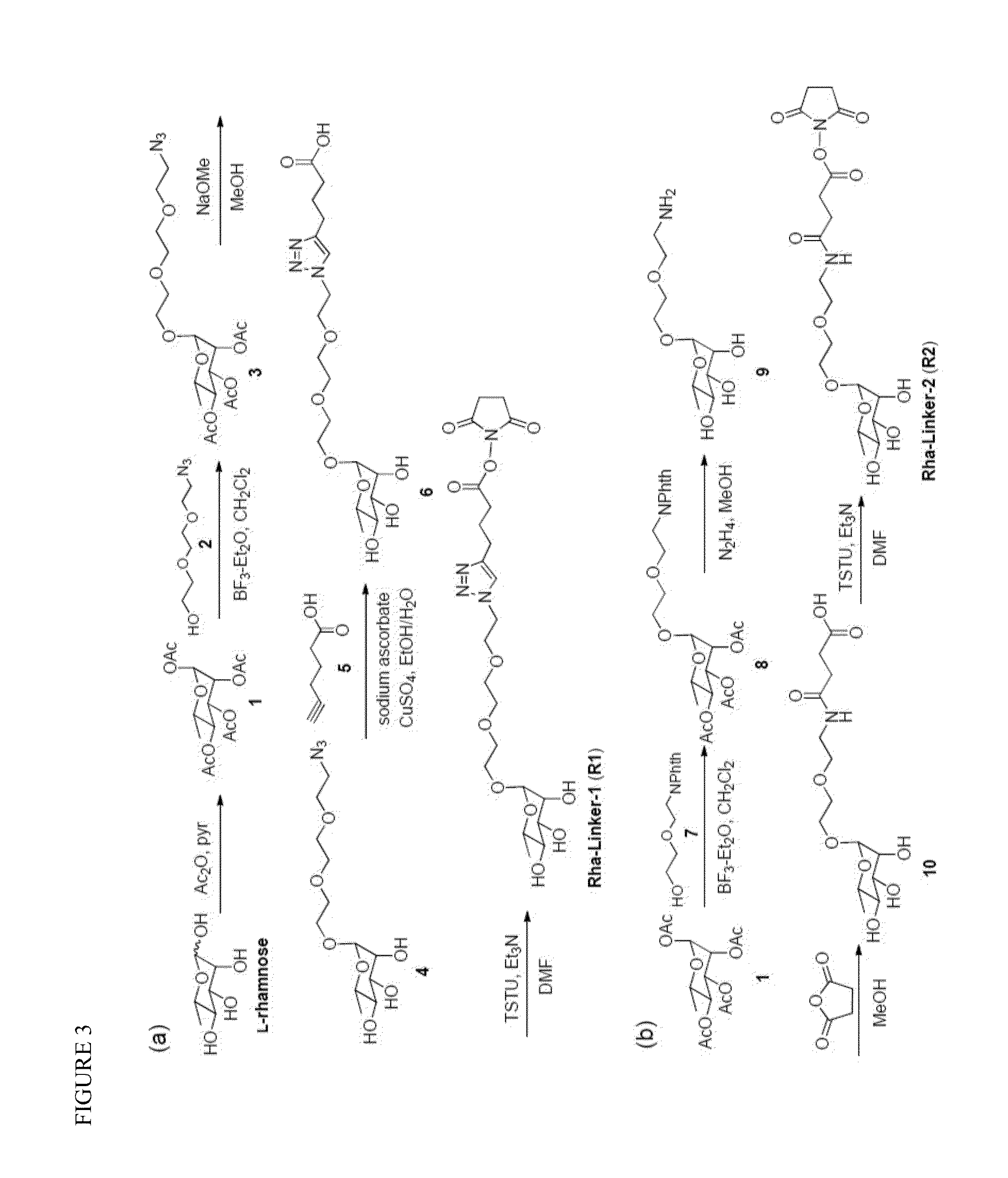 Rhamnose and forssman conjugated immunogenic agents