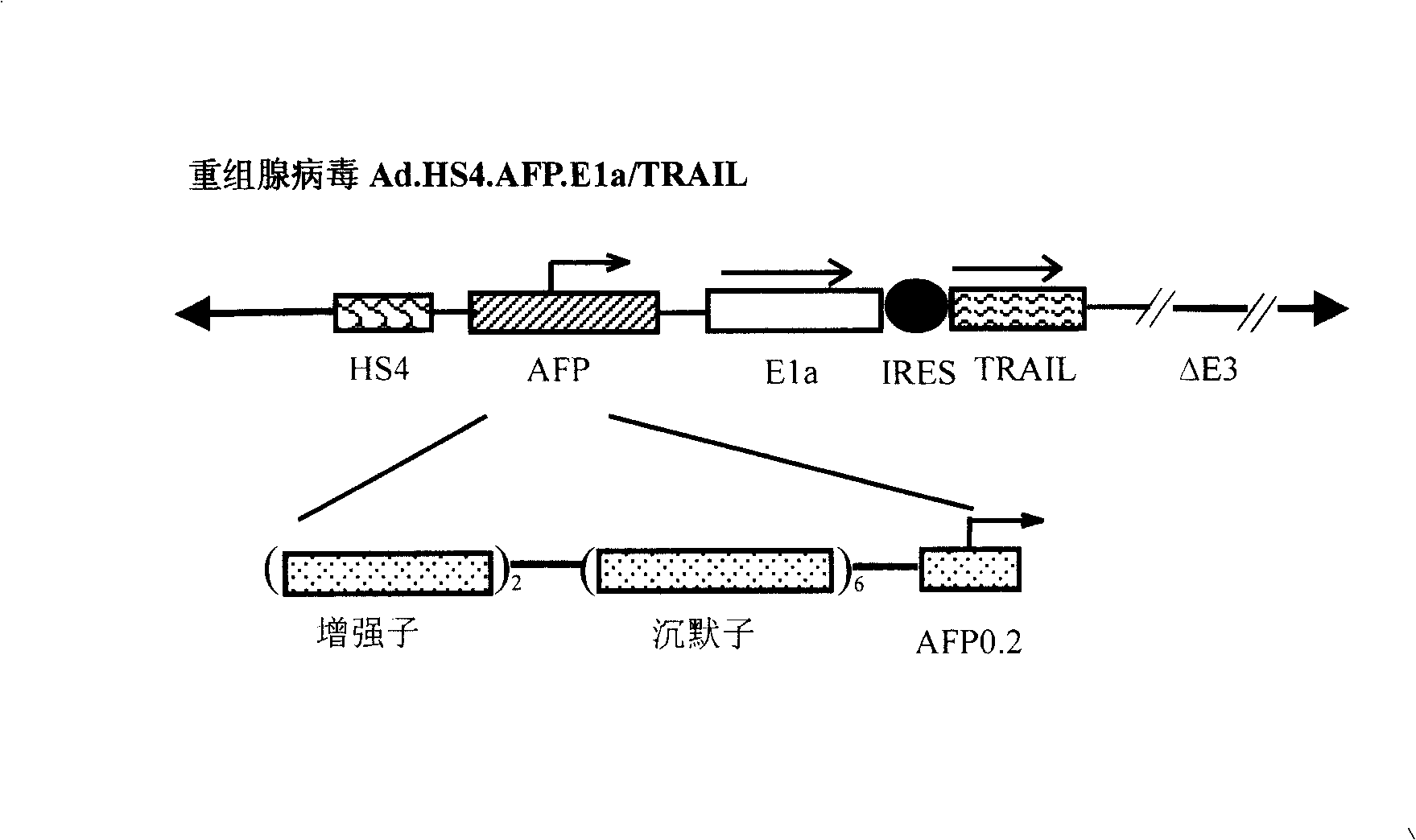 Adenovirus vector for idiopathy liver genetherapy and using method