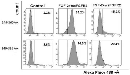 FGFR2c extracellular domain analogue as well as coding gene and application thereof