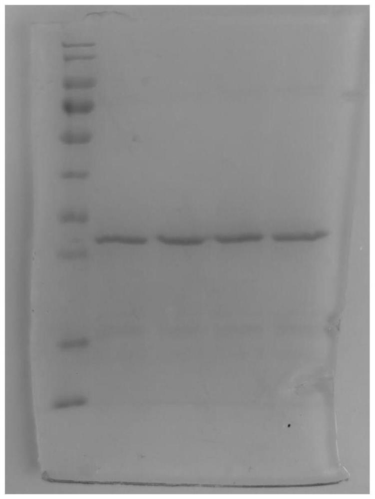 FGFR2c extracellular domain analogue as well as coding gene and application thereof