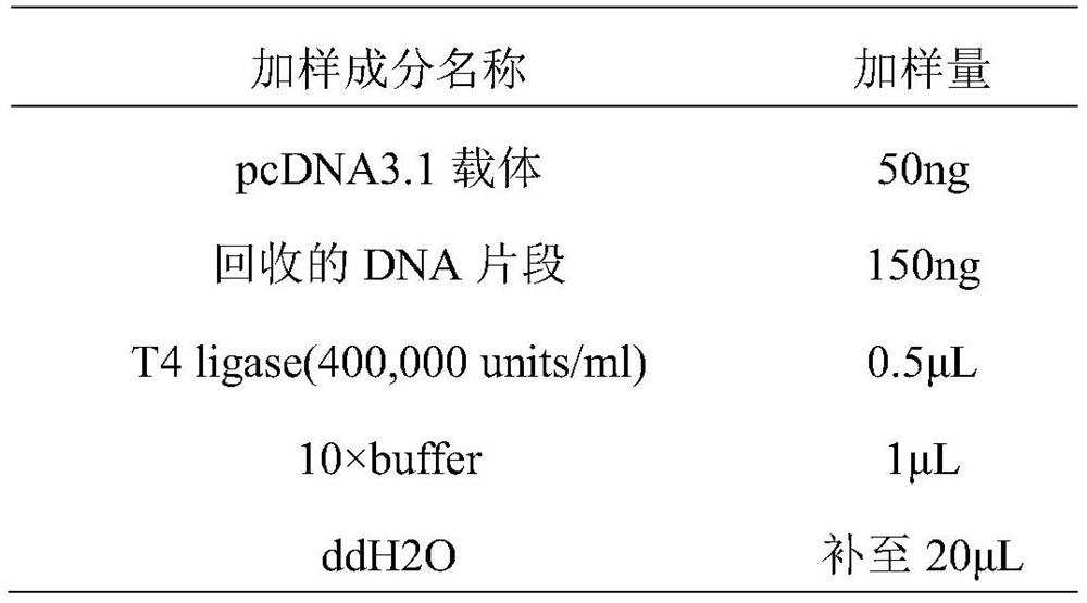 SARS-CoV-2 recombinant protein subunit vaccine