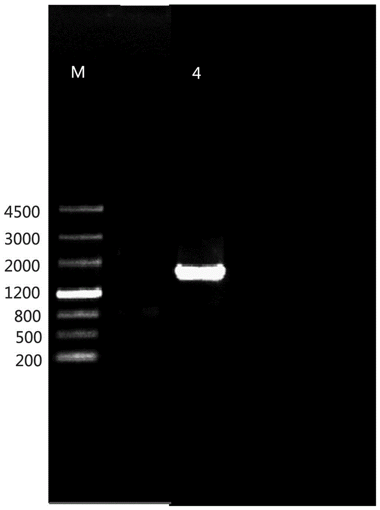 A kind of drought-inducible promoter and its application