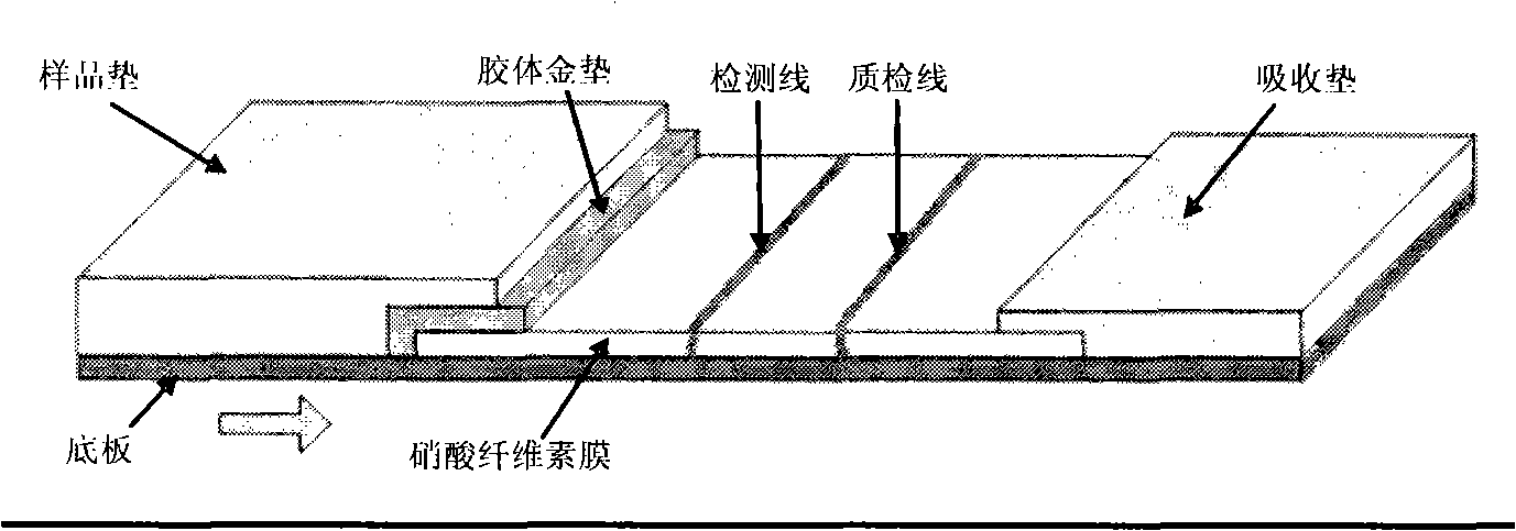 High-affinity penicillin binding protein and application thereof