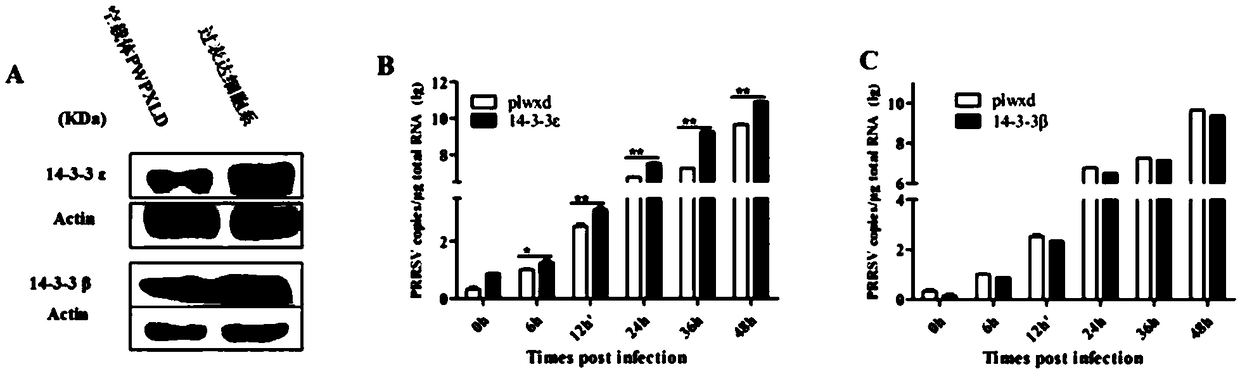 Blocking agent for inhibiting infection of High Pathogenic Porcine Reproductive and Respiratory Syndrome Virus