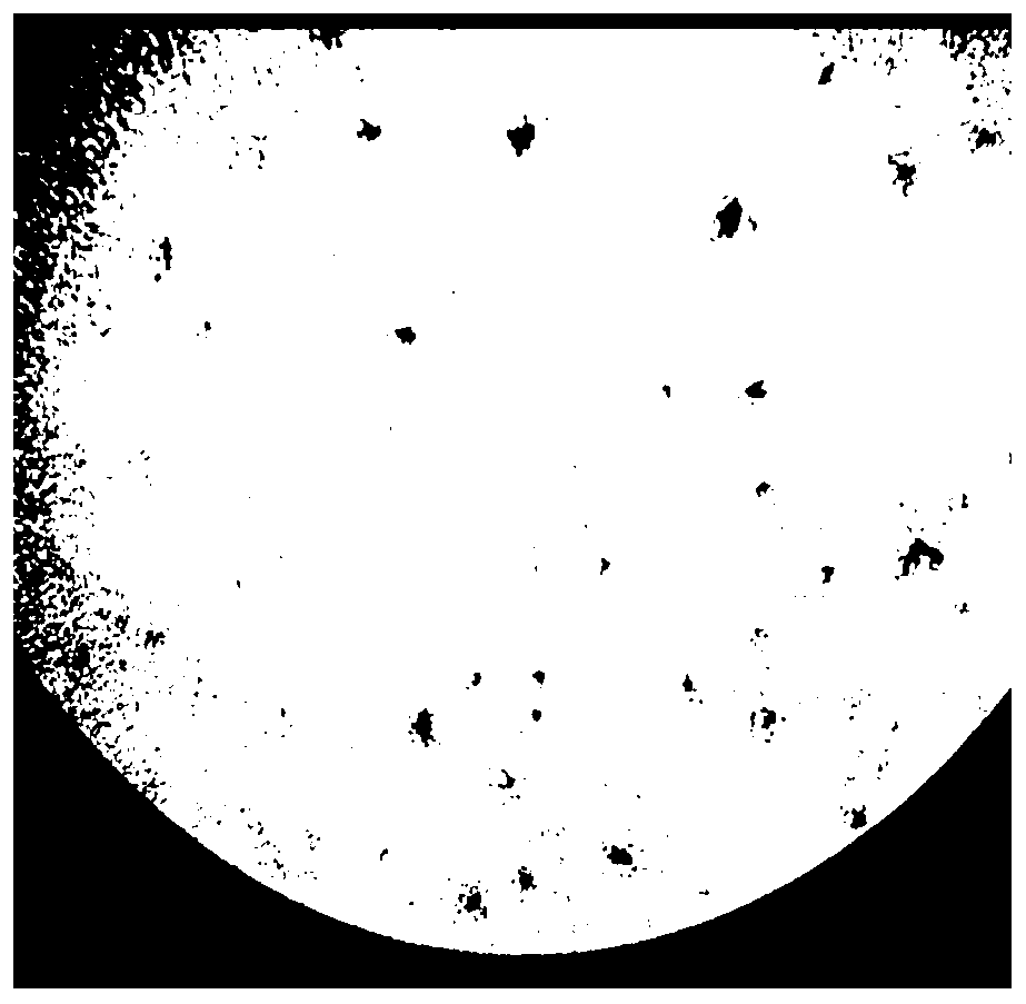 Chlorella endophyte and application thereof in promoting growth of chlorella