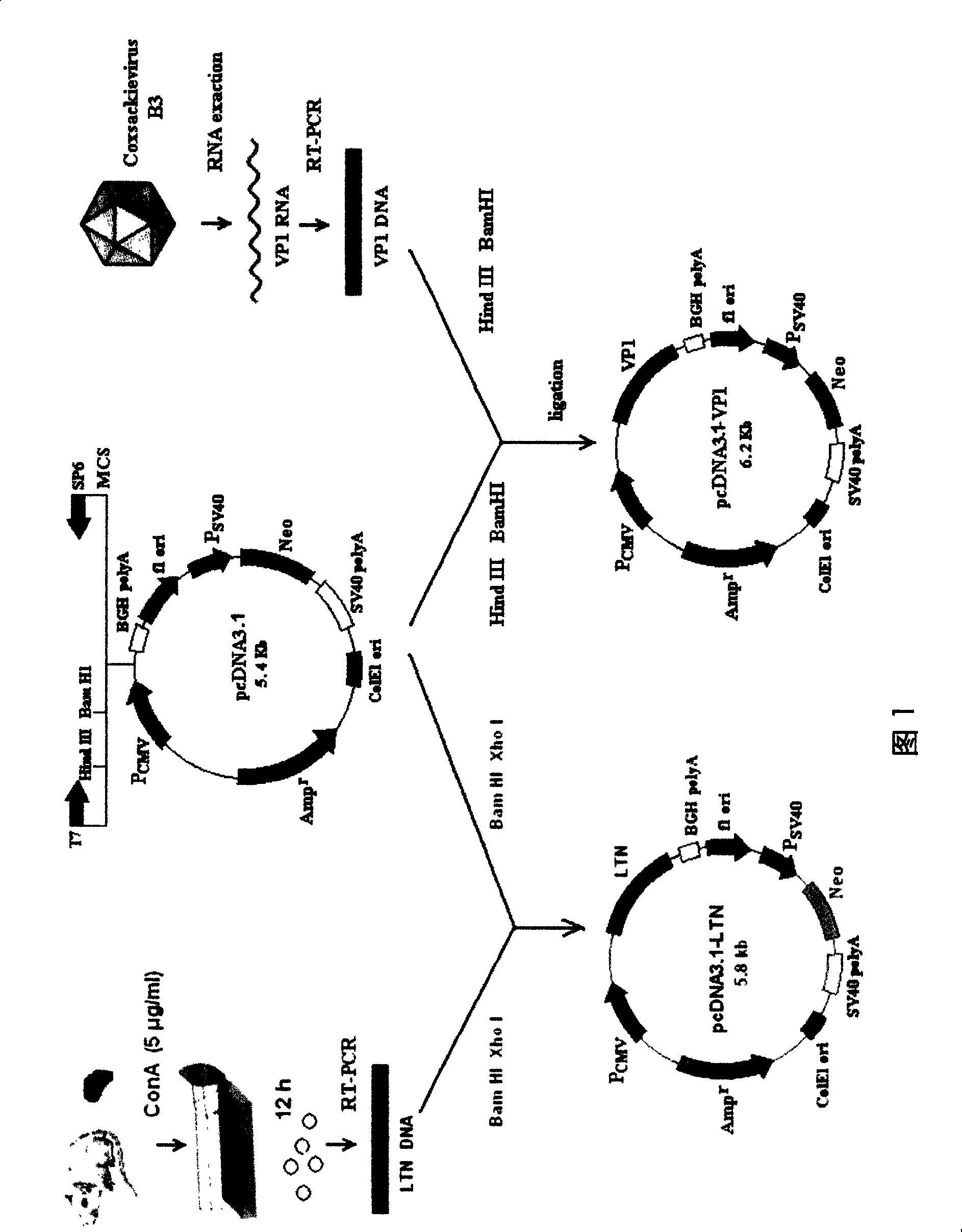 Delivery system and application of chitosan mucosa compromising mucosal adjuvant