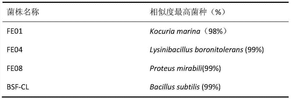 Complex microbial inoculant capable of promoting growth of larva of Hermetia illucens and application thereof