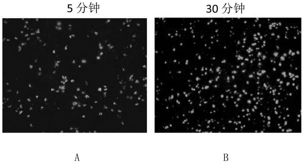 Membrane-permeable short peptide/matrine as well as preparation method and application thereof