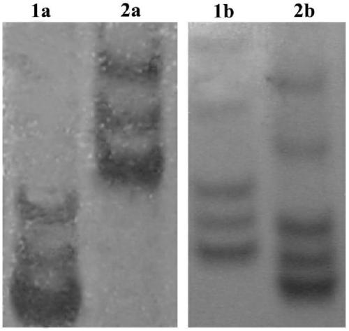 Molecular markers and applications of ssr tightly linked to rice purple leaf sheath qtl