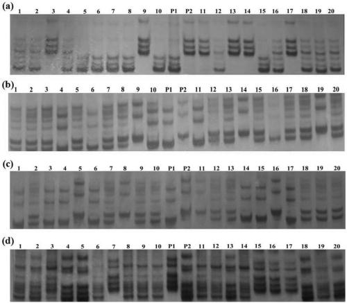 Molecular markers and applications of ssr tightly linked to rice purple leaf sheath qtl