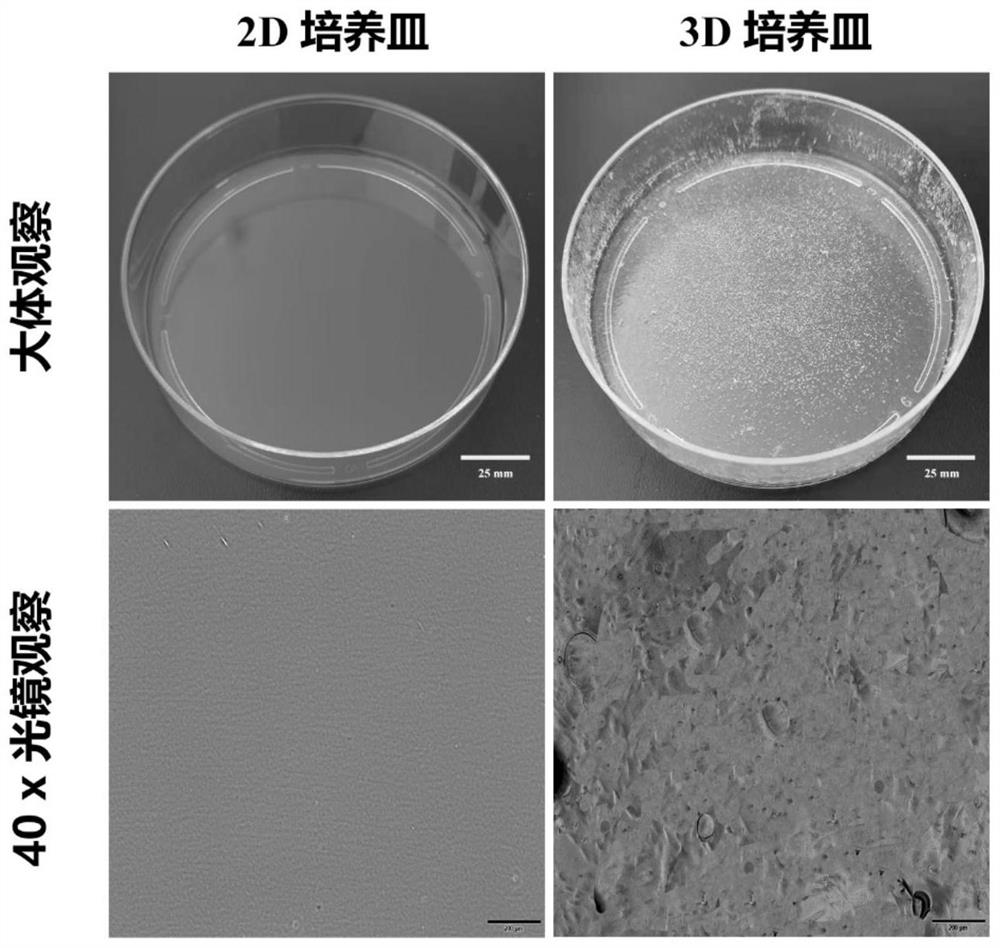 Method for enriching cord blood hematopoietic stem cells by using mesenchymal stem cells cultured in low-oxygen three-dimensional environment