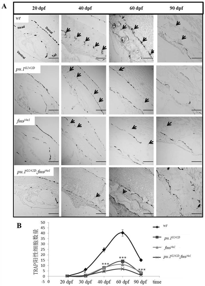 Application of amphimutation zebra fish in preparation of osteosclerosis animal model